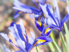 Blauwe Irissen 2