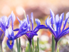 Blauwe Irissen 3