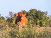Limousin (koe) 1